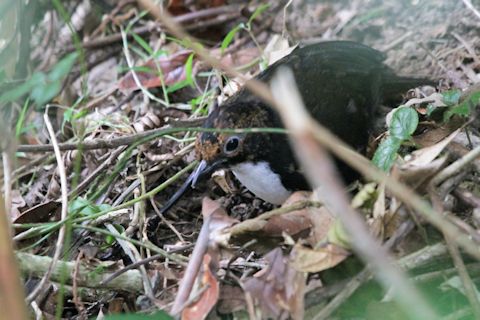 Chowchilla (Orthonyx spaldingii)